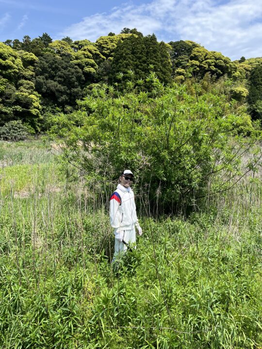 両親が生前に美しかった田んぼから木が生える体たらく。