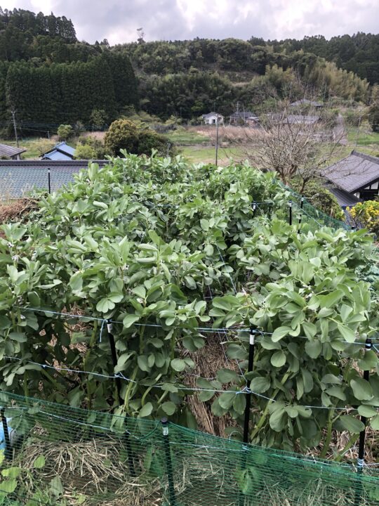 立派なそら豆畑。